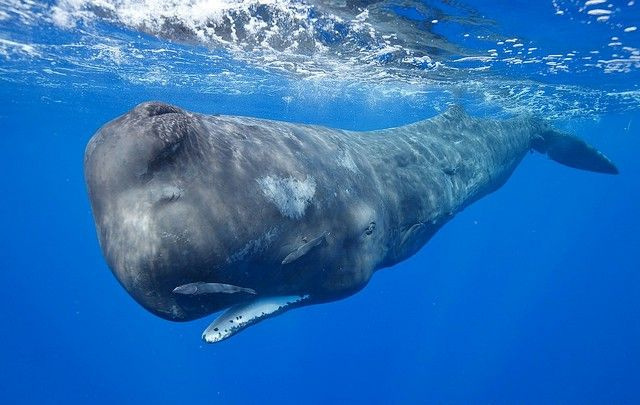 Кашалот. Гигантские кальмары составляют около 80% рациона кашалотов, а остальные 20% составляют осьминоги, рыба, креветки, крабы и даже мелкие донные акулы. Эти зубатки съедают около одной тонны (907 кг) рыбы и кальмаров в день, или около 3% от веса своего тела