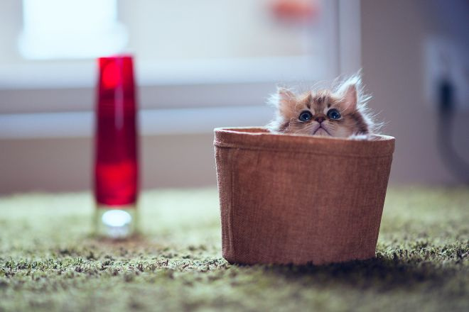 Шотландский котенок