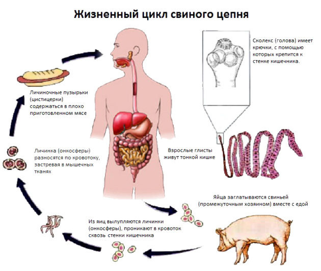 Жизненный цикл свиного цепня