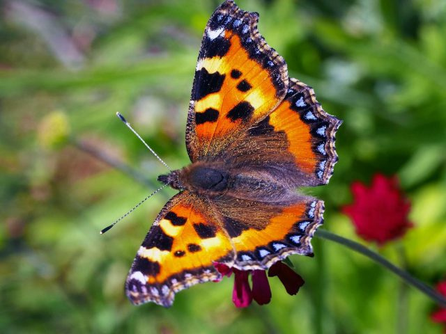 Крапивница бабочки (Aglais urticae)