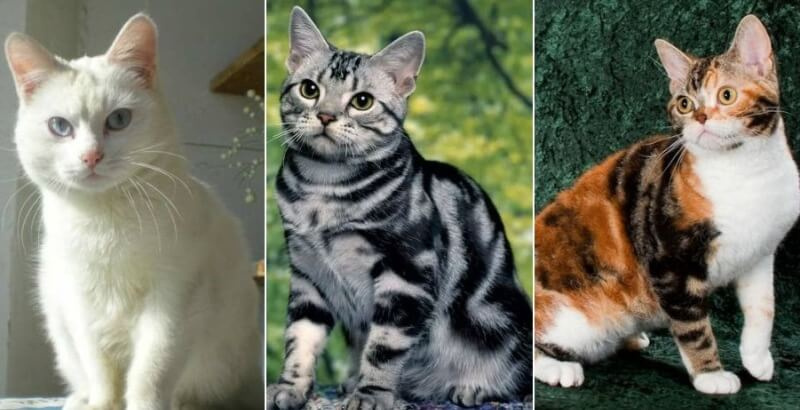 На фото американская короткошерстная кошка