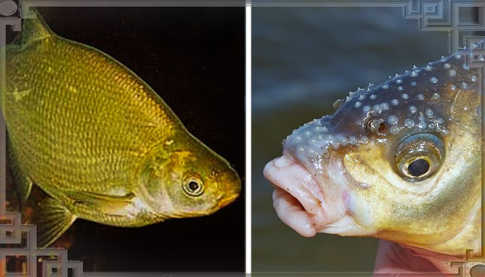 Морда рыбы морского леща