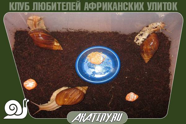 Содержание пантерины импалы в террариуме 