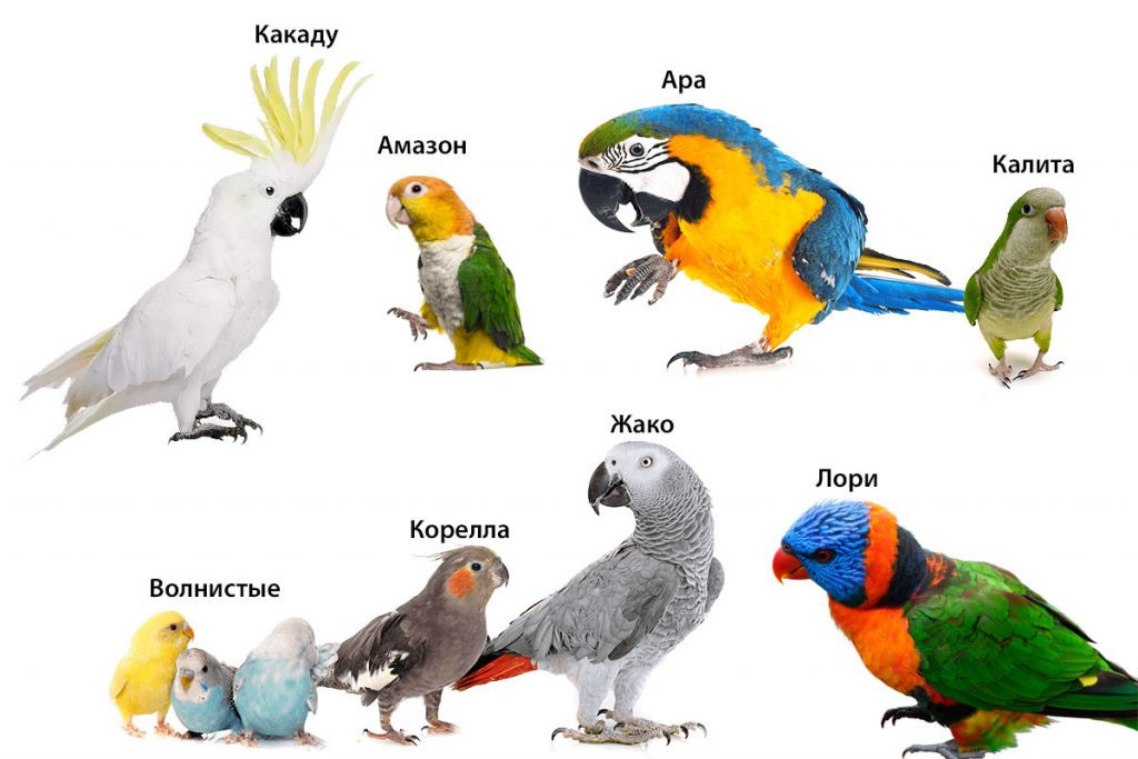 Лучшие породы говорящих попугаев
