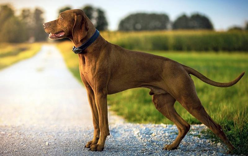 Венгерский Vizsla