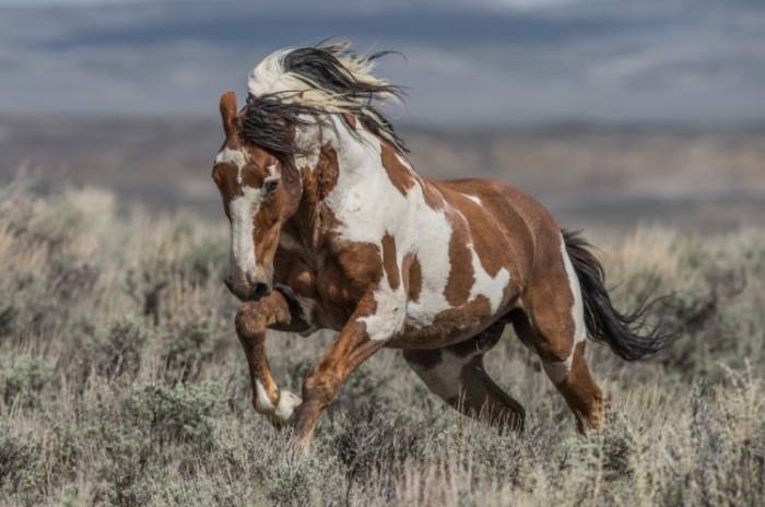 Mustang