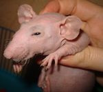 Отзыв владельца Bald Rat