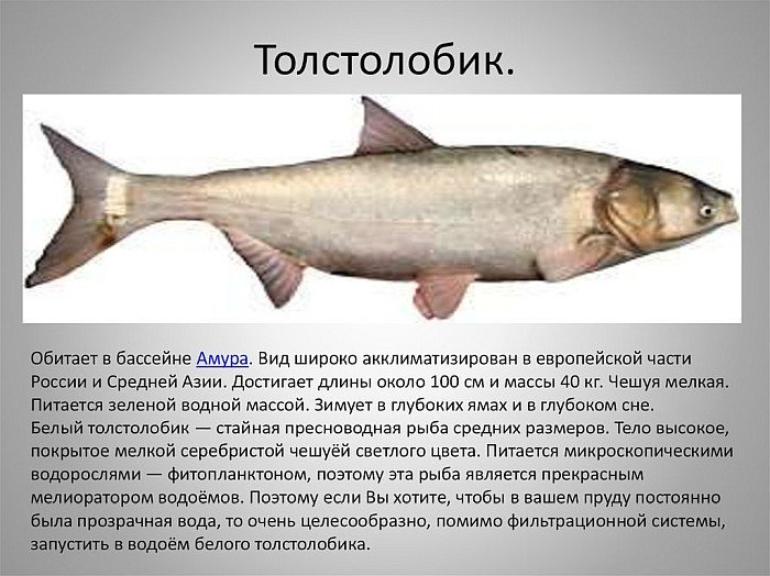 Что за рыба толстолобик, как его поймать и как приготовить вкусную рыбу