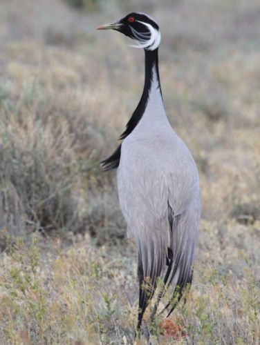 Журавль-красавка (Anthropoides virgo).