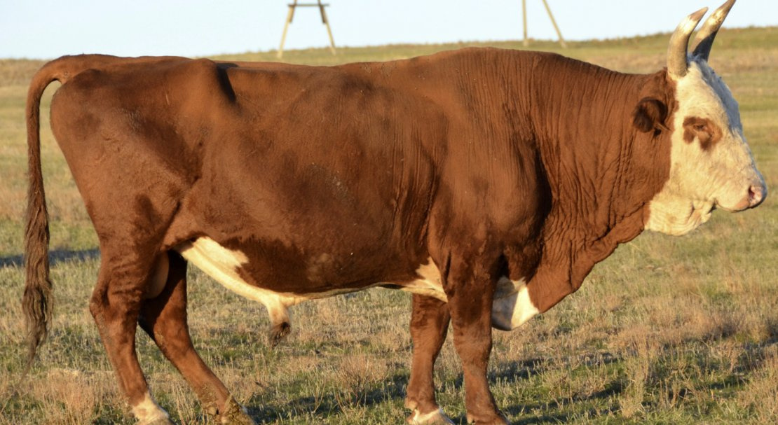 Калмыцкая корова