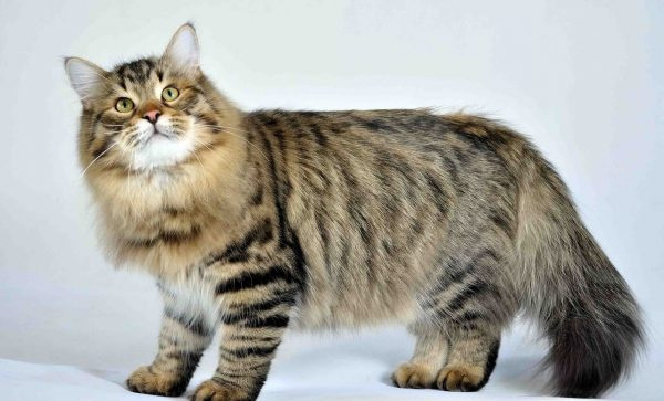 Сибирский кот на белом фоне