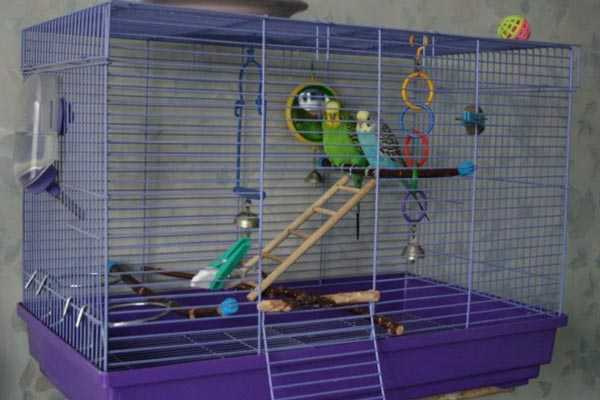 волнистые клетки