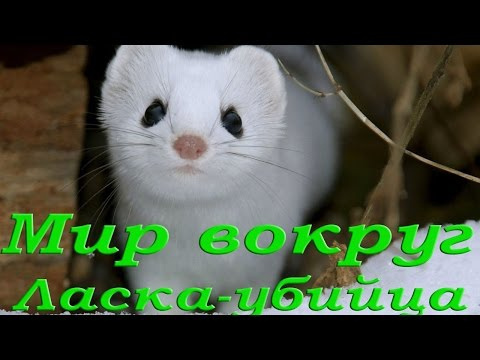 Ласка. Самый кровавый убийца. HD