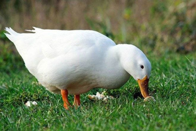 Утка в вишне 