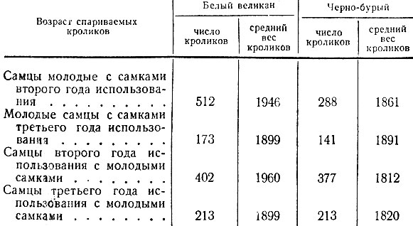 Спаривание кроликов