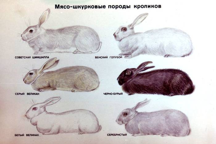 Особенности кроликов Полтавское серебро