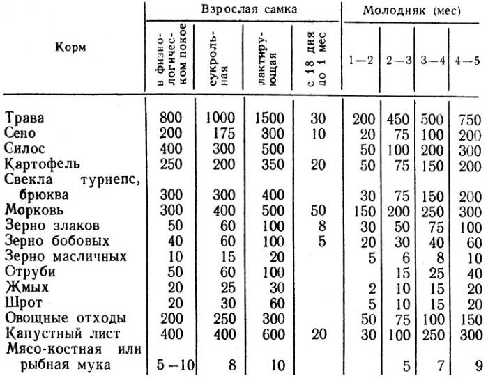 Уход за беременной самкой кроликов