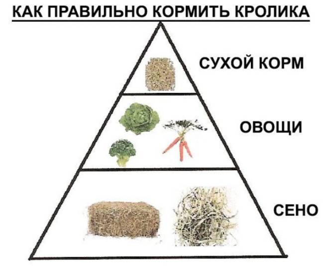 Правильный рацион кролика