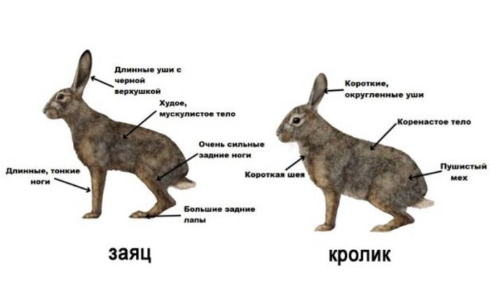 Внешние отличия кролика от зайца
