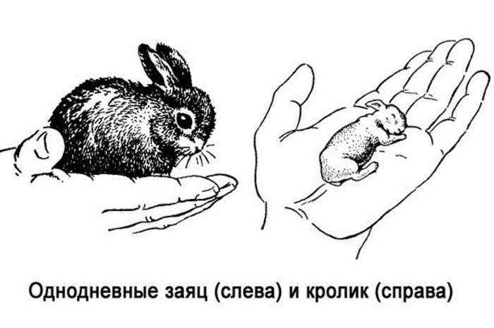 Потомство кролика и зайца