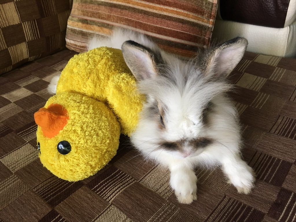 Игрушки для кроликов