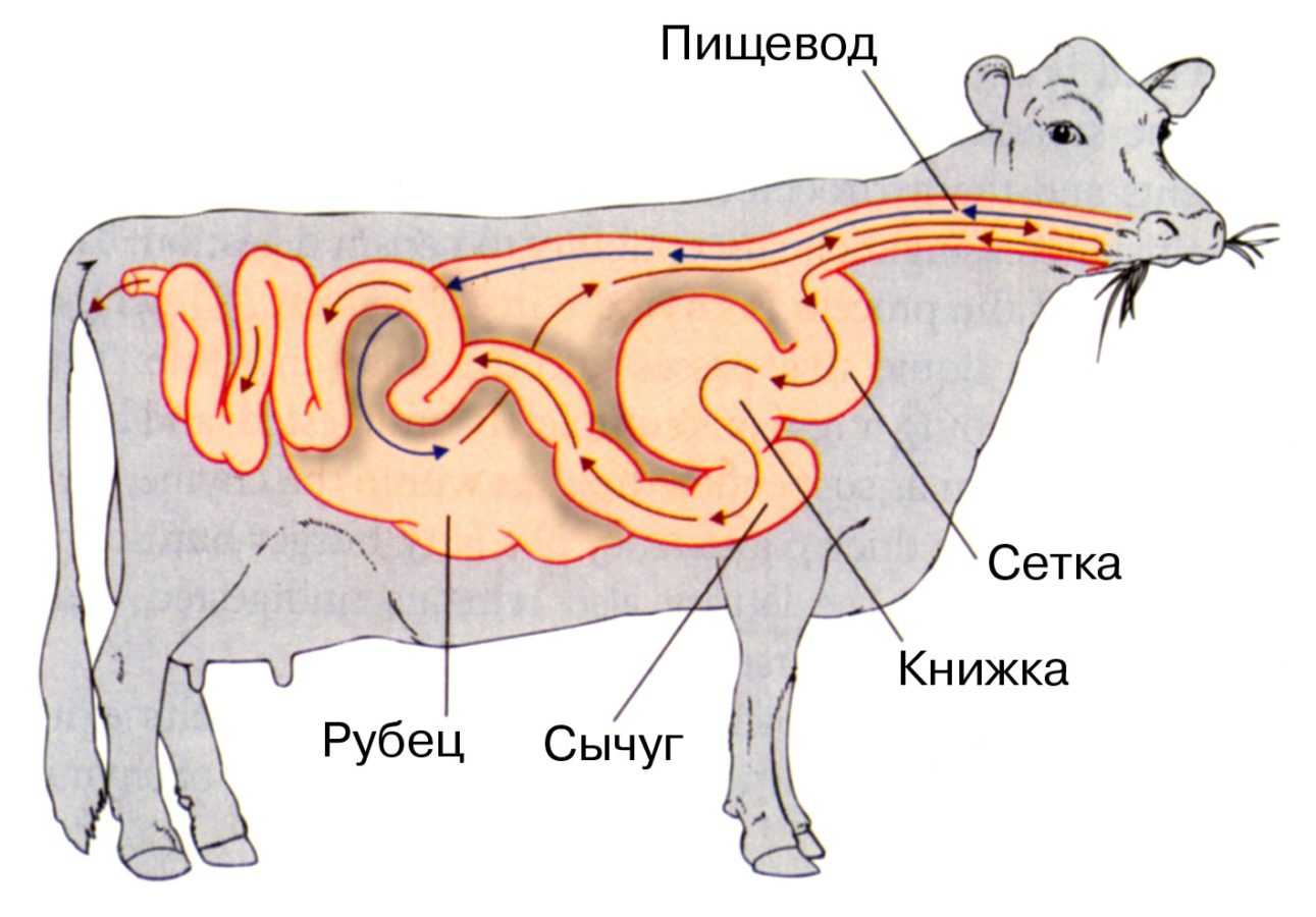 Строение внутренних систем коровы