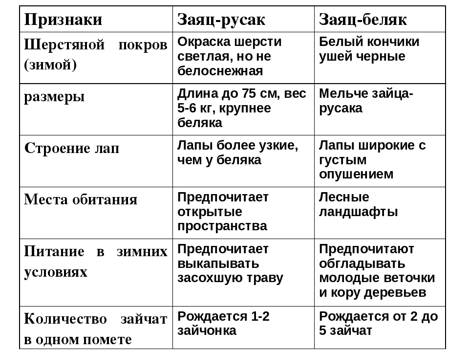 Сходство беляка и русака