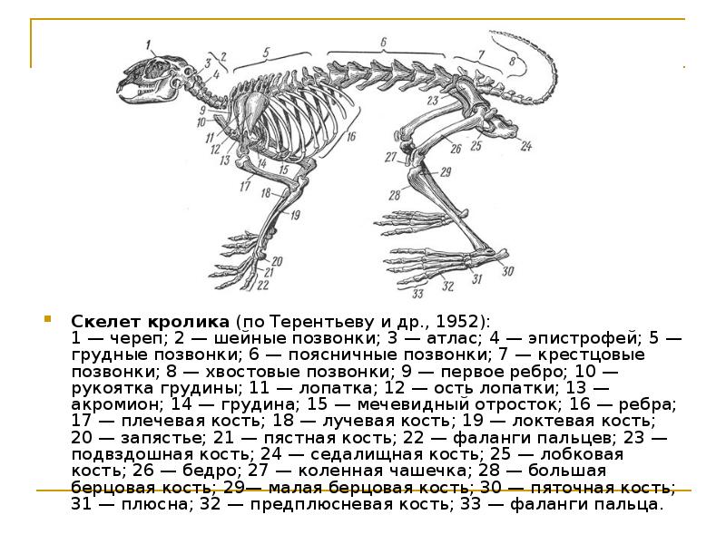 Скелет кролика схема