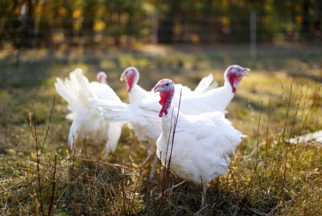 белые индюки