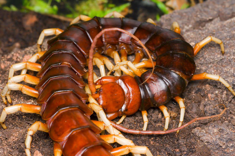 Вьетнамская сколопендра (Scolopendra subspinipes) 