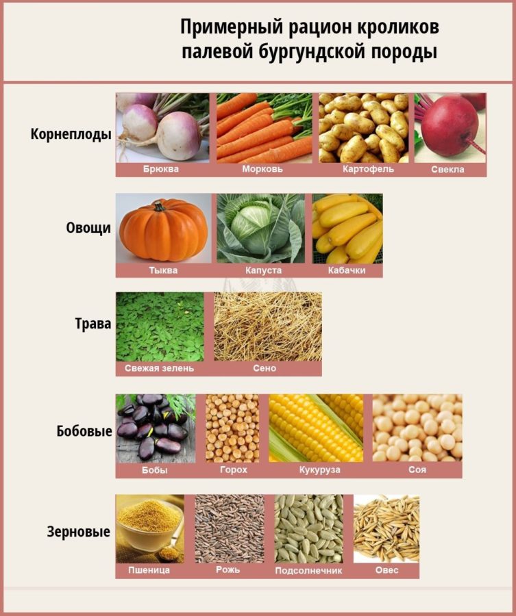 Питание бургундских кроликов