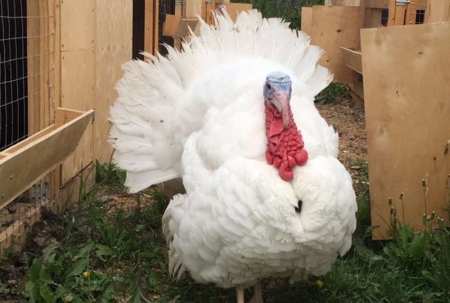 белые индюки