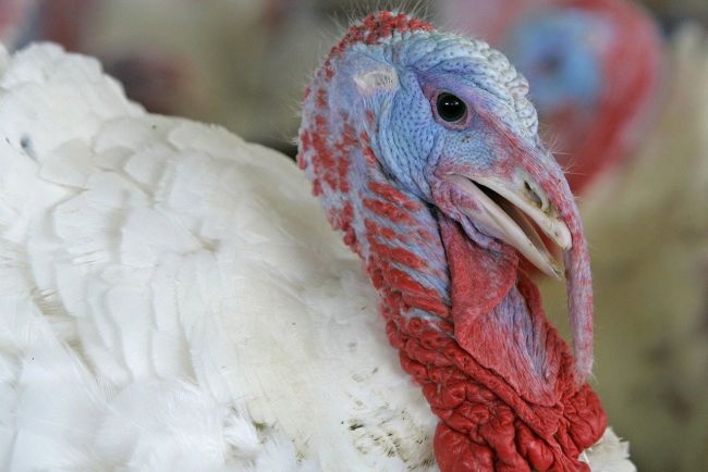 белые индюки
