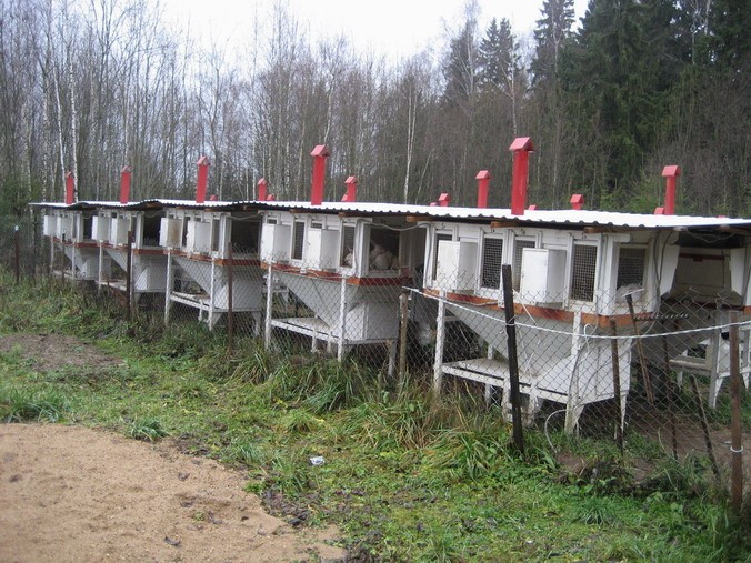Отсадник для крольчат width=